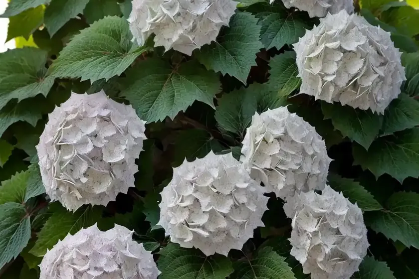 Oakleaf hydrangea (hydrangea quercifolia ‘queen of hearts’) — photo 3