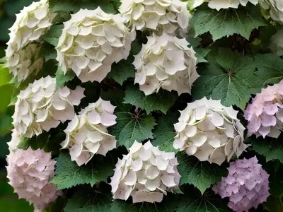 Oakleaf Hydrangea (Hydrangea Quercifolia ‘Queen Of Hearts’)
