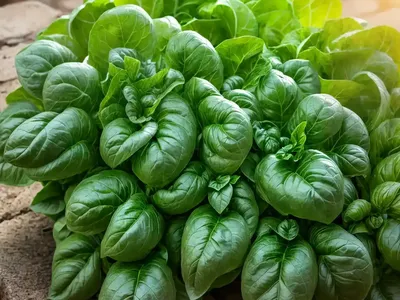 Ocimum Basilicum Lettuce Leaf (Lettuce Leaf Basil)