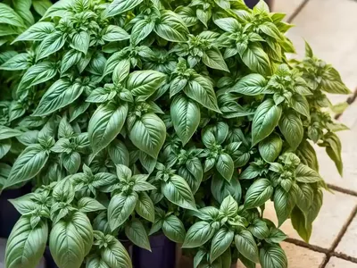 Ocimum Basilicum (Sweet Basil)