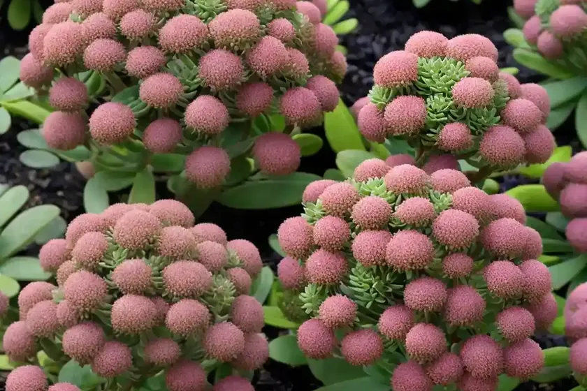October daphne ‘mediovariegatum’ (sedum sieboldii ‘mediovariegatum’)