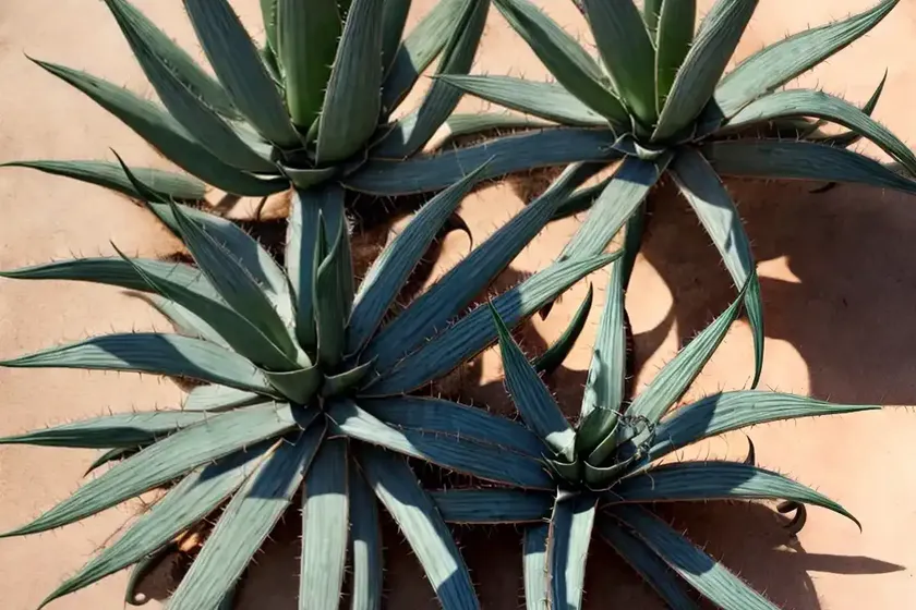 Octopus agave (agave vilmoriniana) — photo 3