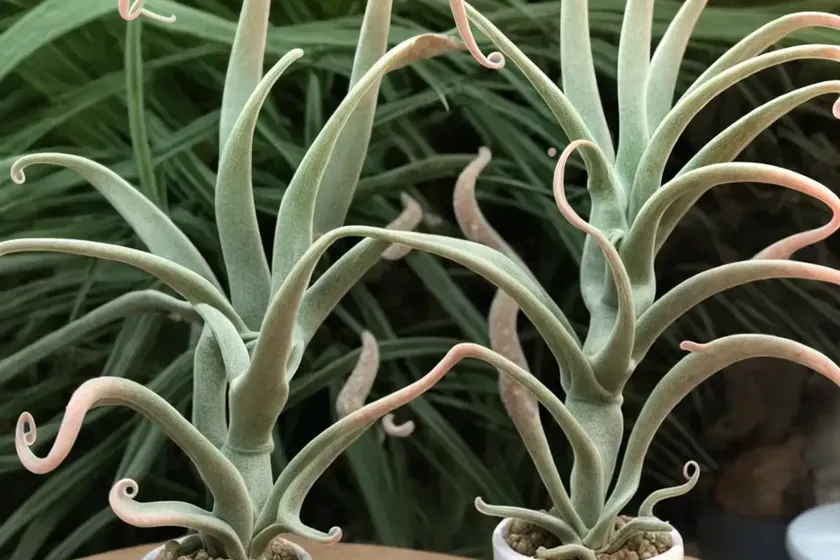 Octopus plant (tillandsia caput-medusae) — photo 2