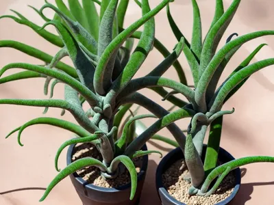 Octopus Plant (Tillandsia Caput-medusae)