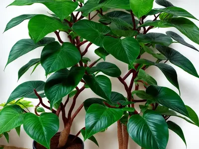 Octopus Tree (Schefflera Actinophylla)
