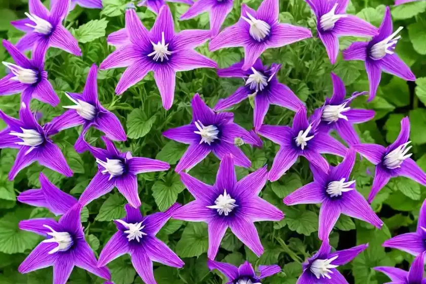 Odessa bellflower (campanula glomerata var. dahurica ‘odessa’) — photo 2