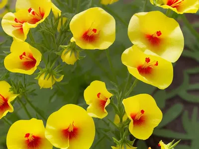 Oenothera Fruticosa (Sundrops)