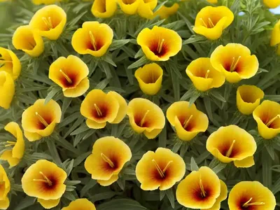 Oenothera Macrocarpa (Ozark Sundrops)