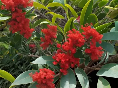 Ohi’A Lehua (Metrosideros Polymorpha)