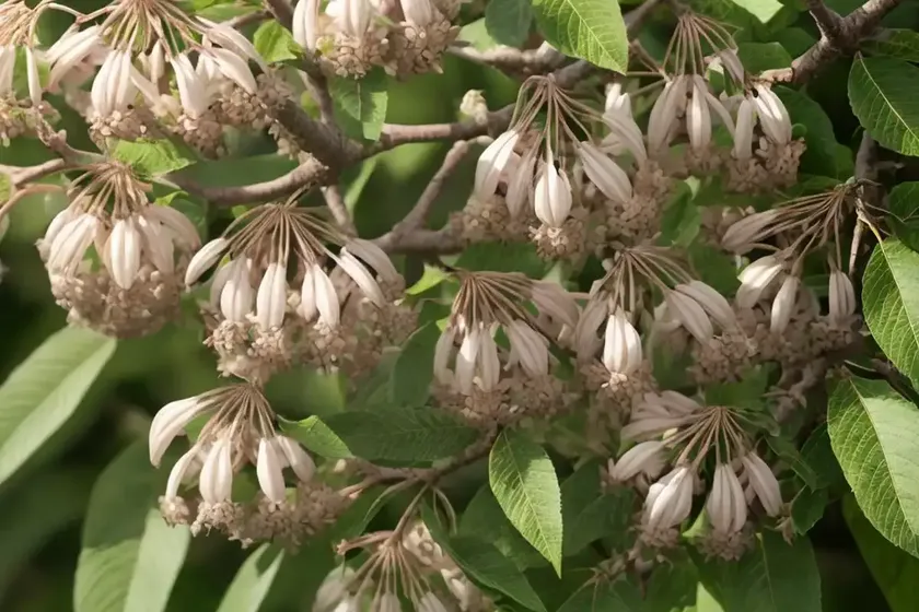 Ohio buckeye (aesculus glabra) — photo 3