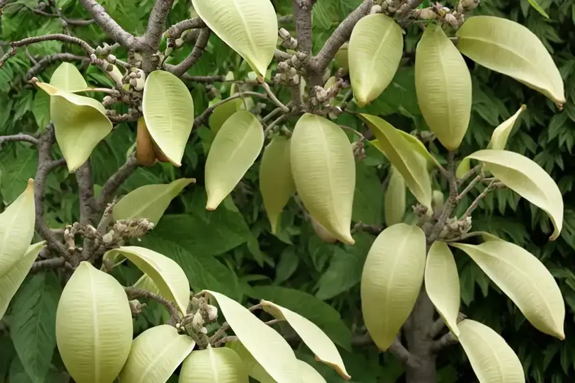Ohio buckeye (aesculus glabra ‘nana’) — photo 2
