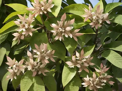 Ohio Buckeye (Aesculus Glabra ‘Nana’)