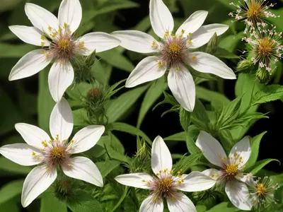 Ohio Horsemint (Blephilia Ciliata)