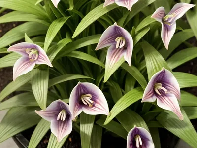 Ohio Spiderwor (Tradescantia Ohiensis)