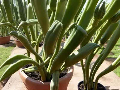 Okra (Abelmoschus Esculentus)