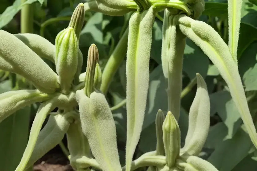 Okra (abelmoschus esculentus ‘baby bubba’) — photo 3
