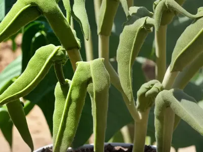 Okra (Abelmoschus Esculentus ‘Baby Bubba’)