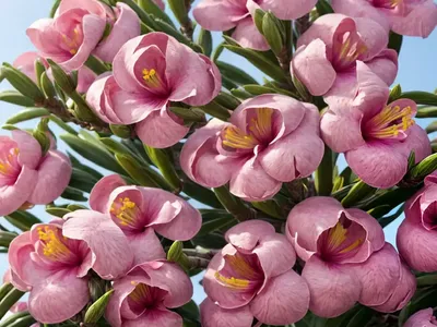 Oleander (Nerium Oleander ‘Luteum Plenum’)