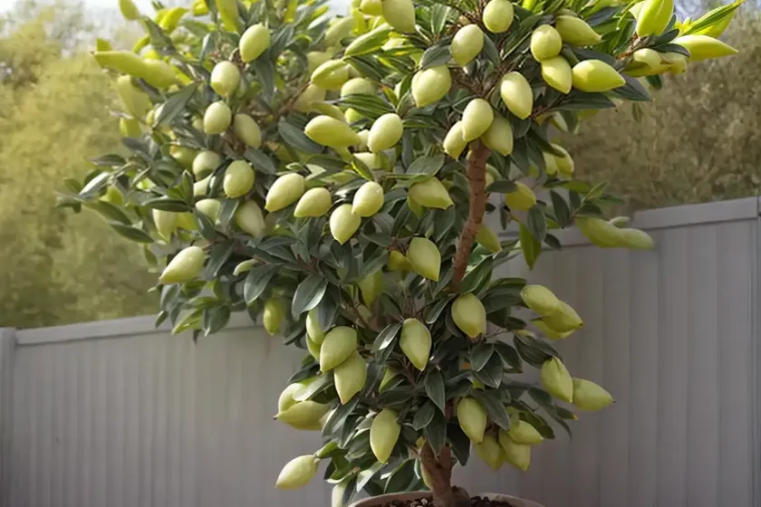 Oleaster (elaeagnus x ebbingei) — photo 2