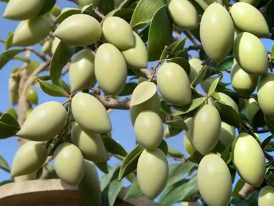 Oleaster (Elaeagnus X Ebbingei)
