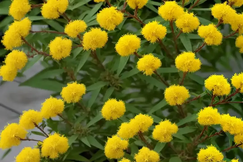 Oligoneuron Rigidum (Stiff Goldenrod) — photo 3