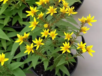 Oligoneuron Rigidum (Stiff Goldenrod)