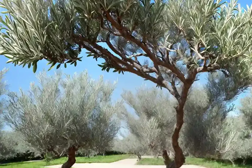 Olive (olea europaea) — photo 3