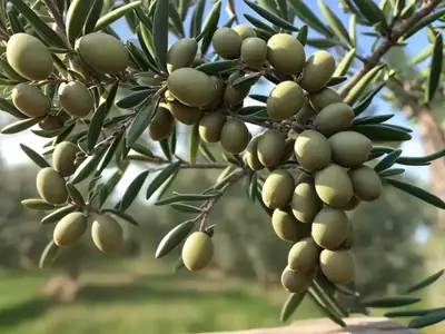 Olive Tree (Olea europaea) Care Guide