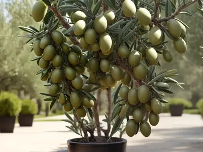 Olive (Olea Europaea ‘Sevillano’)
