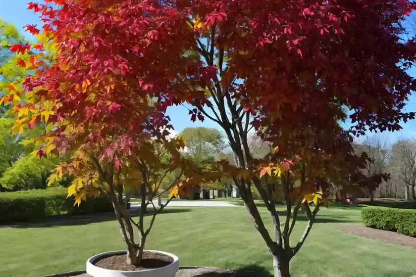 Oliver’s maple (acer oliverianum) — photo 3