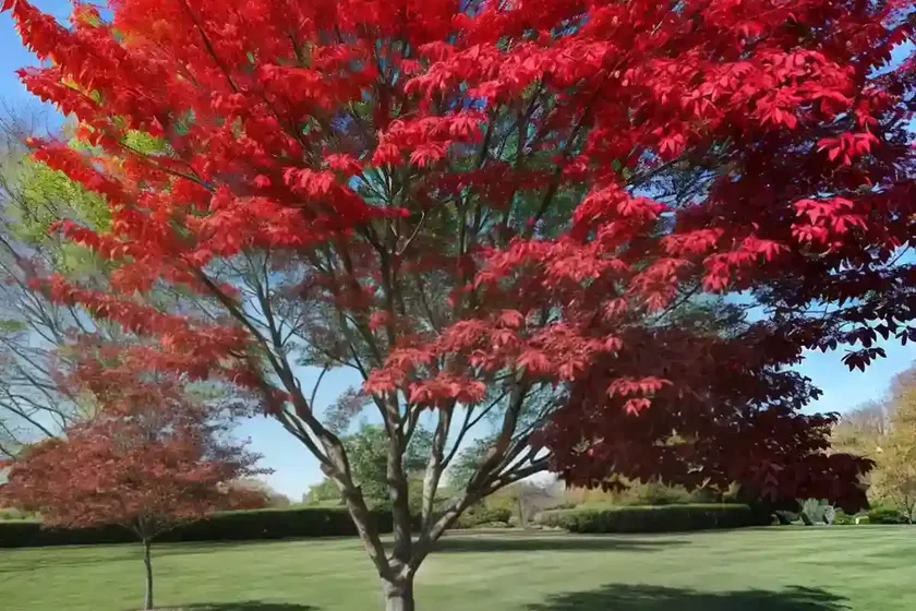 Oliver’s maple (acer oliverianum)