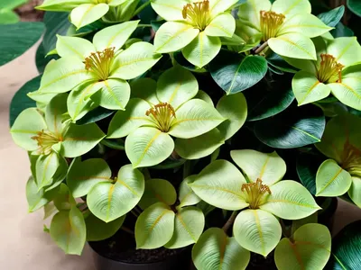 Olulu (Brighamia Insignis)