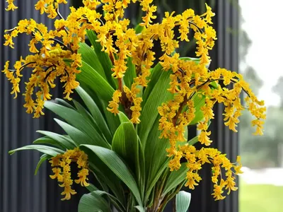 Oncidium Cheirophorum (Hand Carrying Oncidium)
