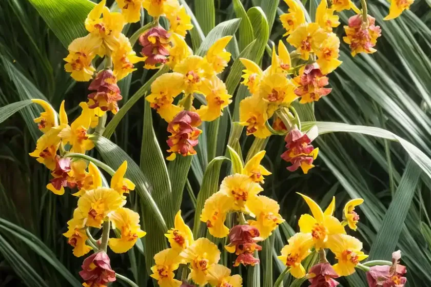 Oncidium hastilabium (lance-head lip oncidium) — photo 3