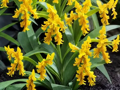 Oncidium Lanceanum (Lance’s Trichocentrum)