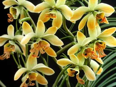 Oncidium-like Encyclia (Encyclia Oncidiodes)