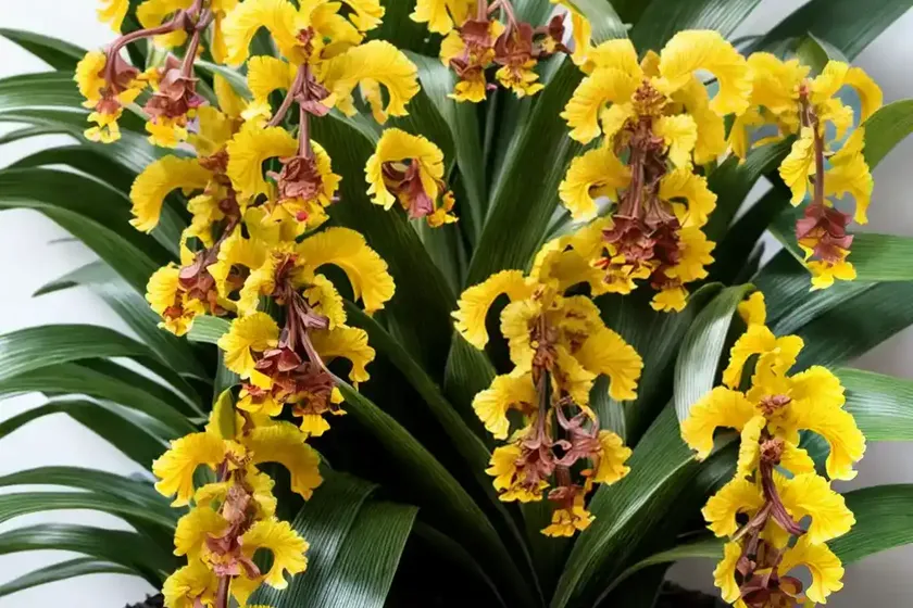 Oncidium mieke (oncidium ‘mieke van holm’) — photo 2