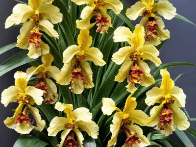 Oncidium Mieke (Oncidium ‘mieke Van Holm’)