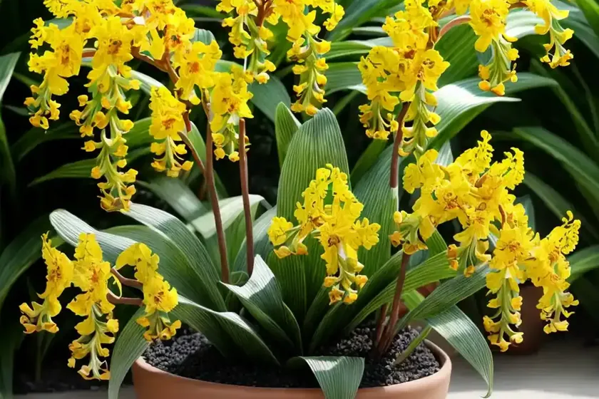 Oncidium sharry baby (oncidium sharry baby) — photo 2