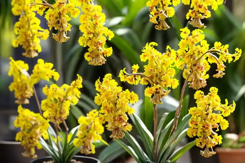 Oncidium sharry baby (oncidium sharry baby) — photo 3