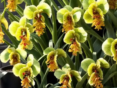 Oncidium Sherry Baby (Oncidium ‘sharry Baby’)