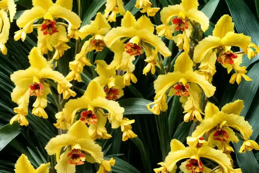 Oncidium sphacelatum (oncidium sphacelatum) — photo 2