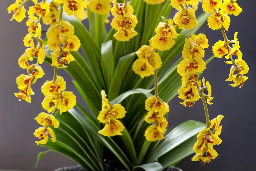 Oncidium sphacelatum (oncidium sphacelatum) — photo 3