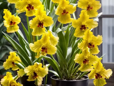 Oncidium Sphacelatum (Oncidium Sphacelatum)