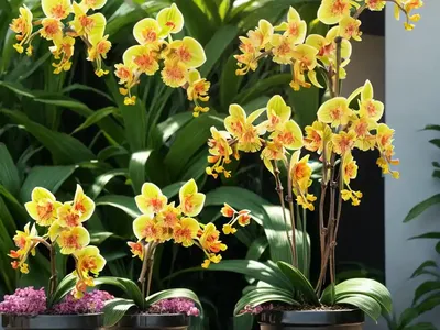 Oncidium Twinkle Gx (Dancing Lady Orchid)