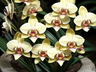 Oncostelopsis Sumkissed Buttercup Orchid (Oncostelopsis Sunkissed ‘butter Cup’)