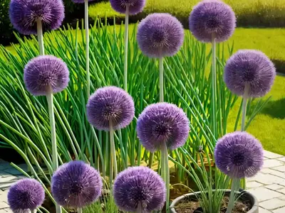 Onion (Allium Cepa)
