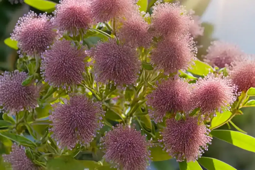 Onoclea sensibilis (onoclea sensibilis) — photo 2