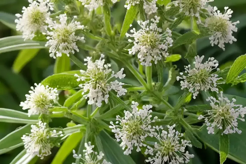 Onoclea sensibilis (onoclea sensibilis) — photo 3