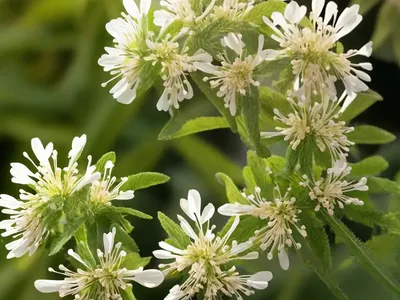 Onoclea Sensibilis (Onoclea Sensibilis)